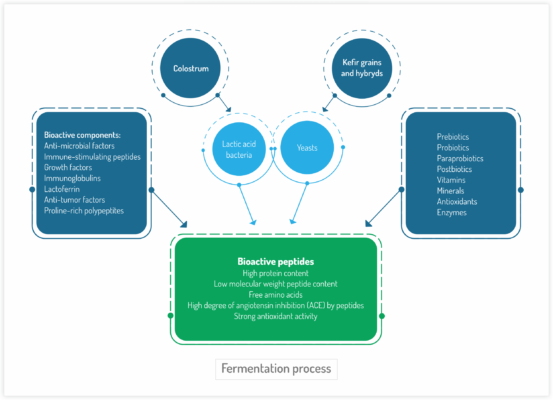 Fermentation process of colostrum in Kefir Grains and hybrids