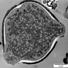 Pollen after 3 days of fermentation
