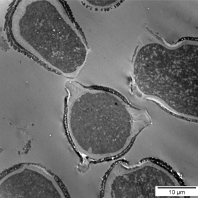 Pollen after 5 days of fermentation